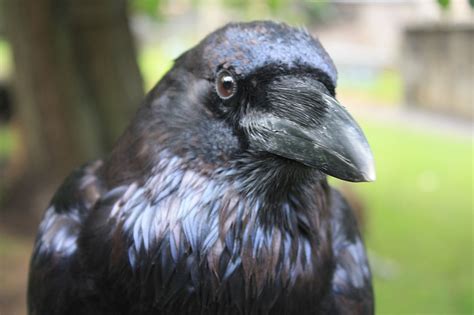 raven wikipedia|detailed description of a raven.